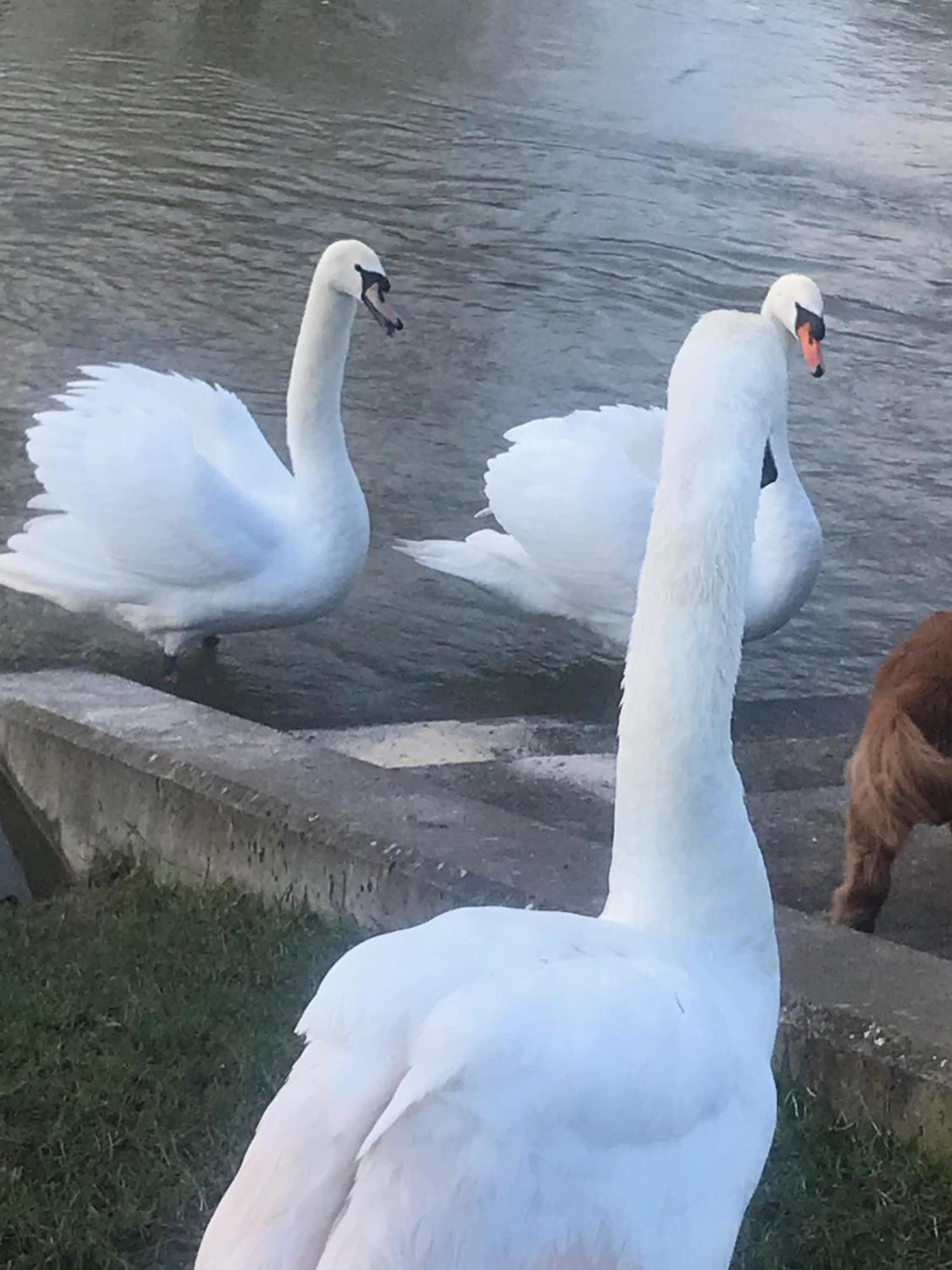 Homestay Cozy Double Bedroom In Stunning On River Thames - Near Thorpe Park/royal Holloway University/20mins From Heathrow Staines-upon-Thames